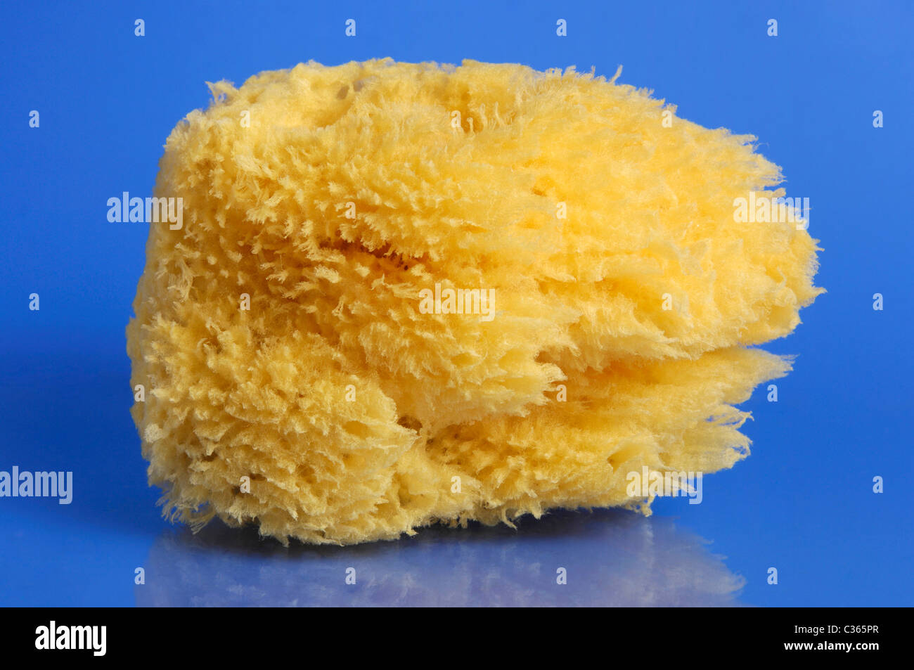 Natural sea sponge from Cyprus Isolated on blue background Stock Photo