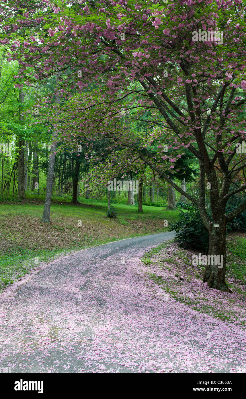 Oak Ridge, Tennessee Blossoms from a Kwanzan cherry tree line a