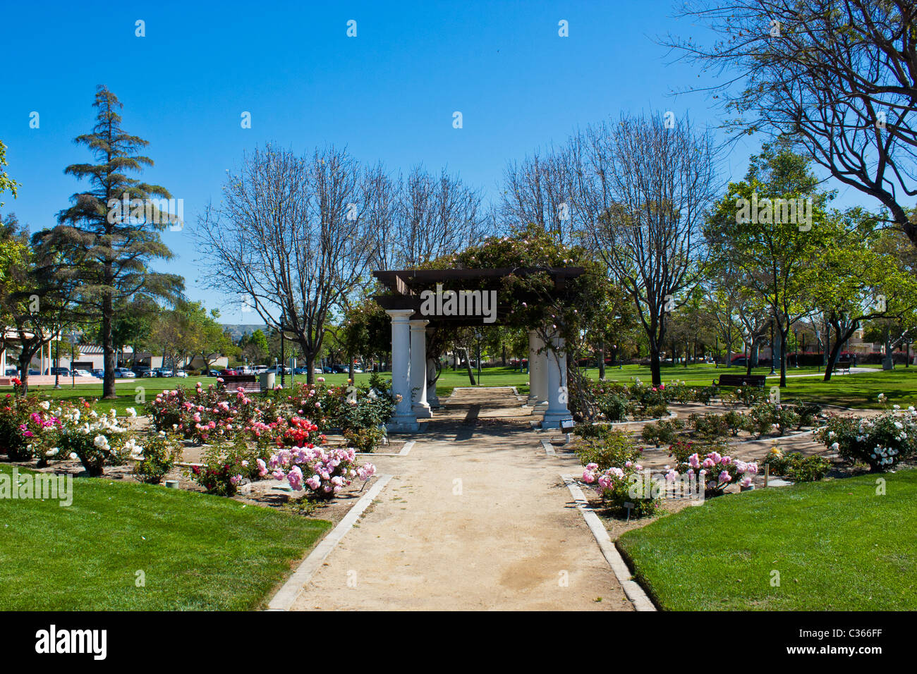 A small rose garden and arbor at the Camarillo California City Hall with a pathway through it Stock Photo