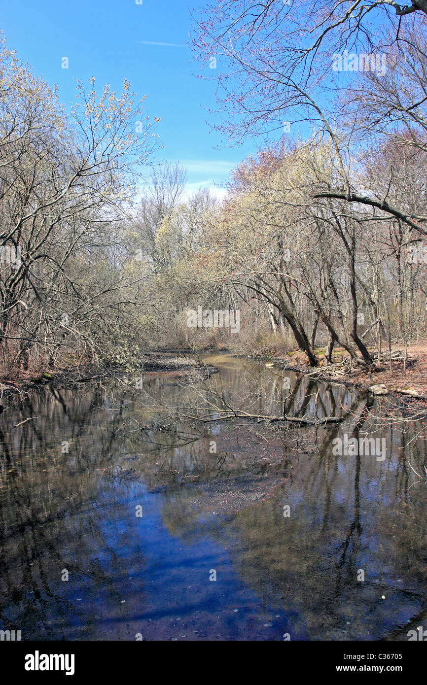 Stream at Caleb Smith State Park, Smithtown, Long Island NY Stock Photo