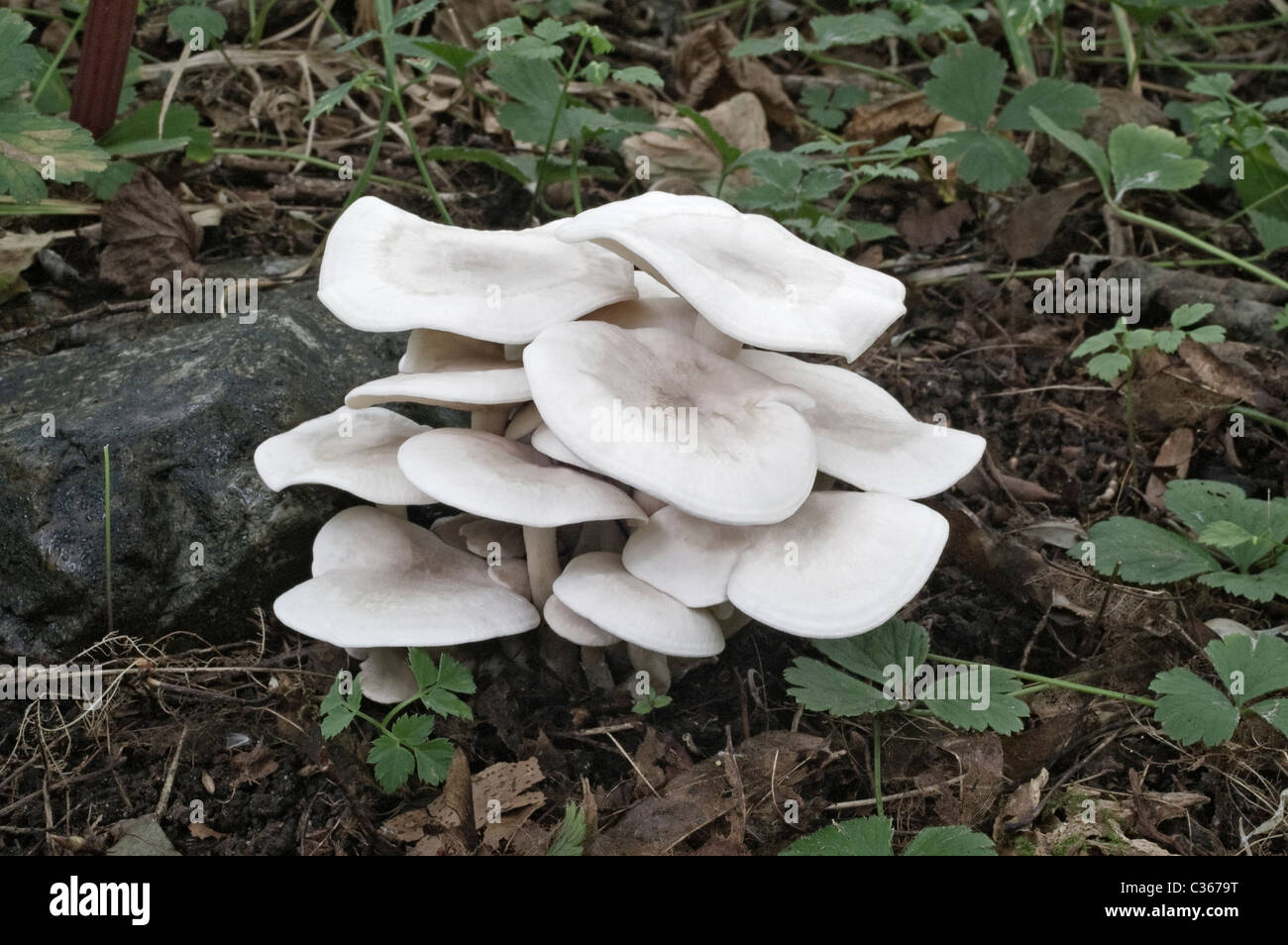 White Domecap mushroom (Lyophyllum connatum). Stock Photo