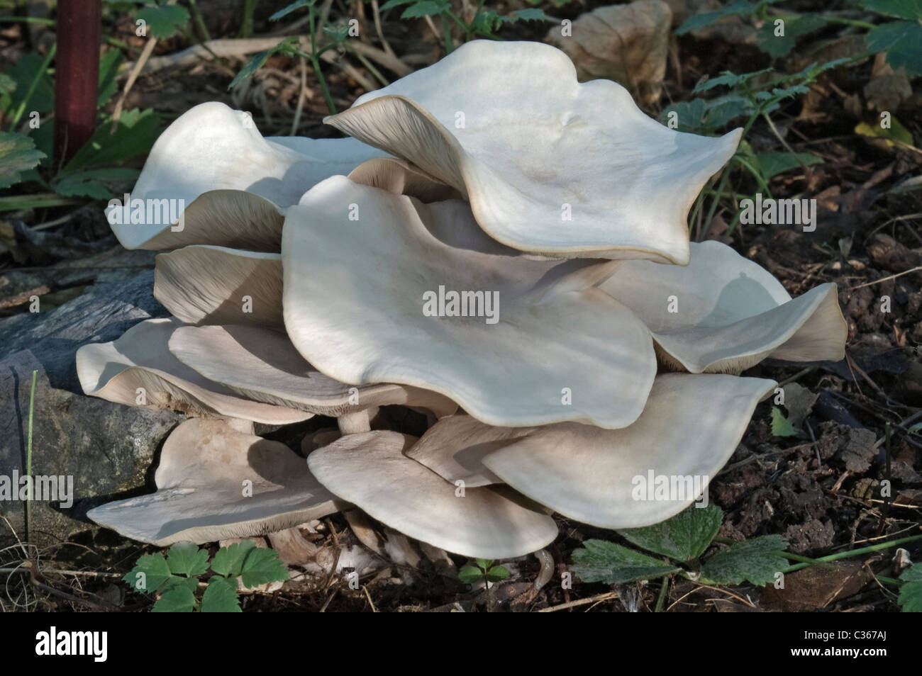 White Domecap mushroom (Lyophyllum connatum). Stock Photo