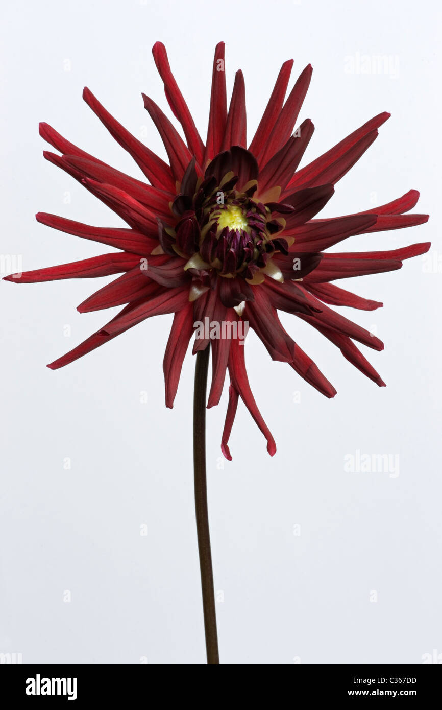 Dahlia (Dahlia x cultorum) Stock Photo