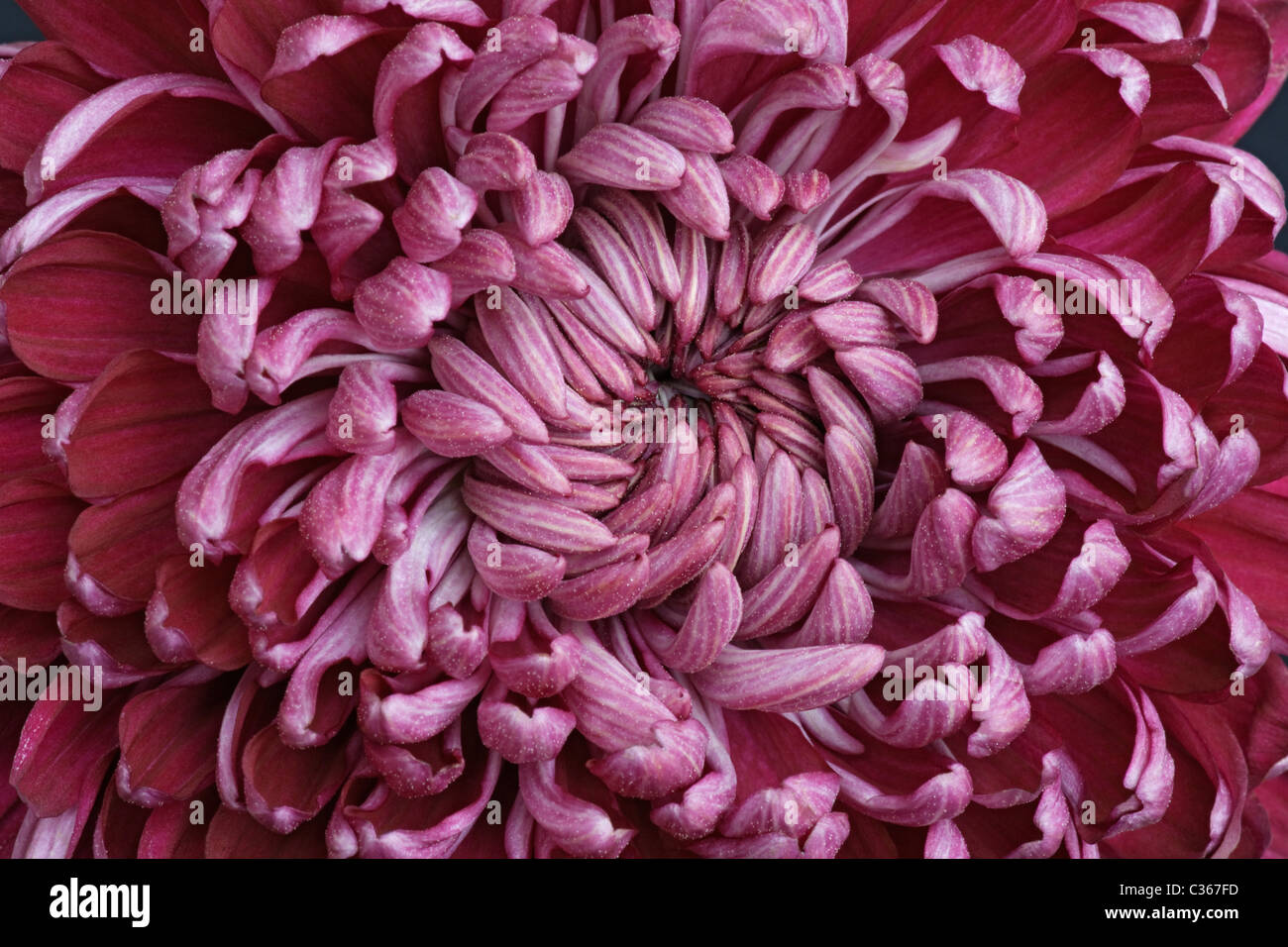 Chrysanthemum (Chrysanthemum sp.), hybrid form. Stock Photo