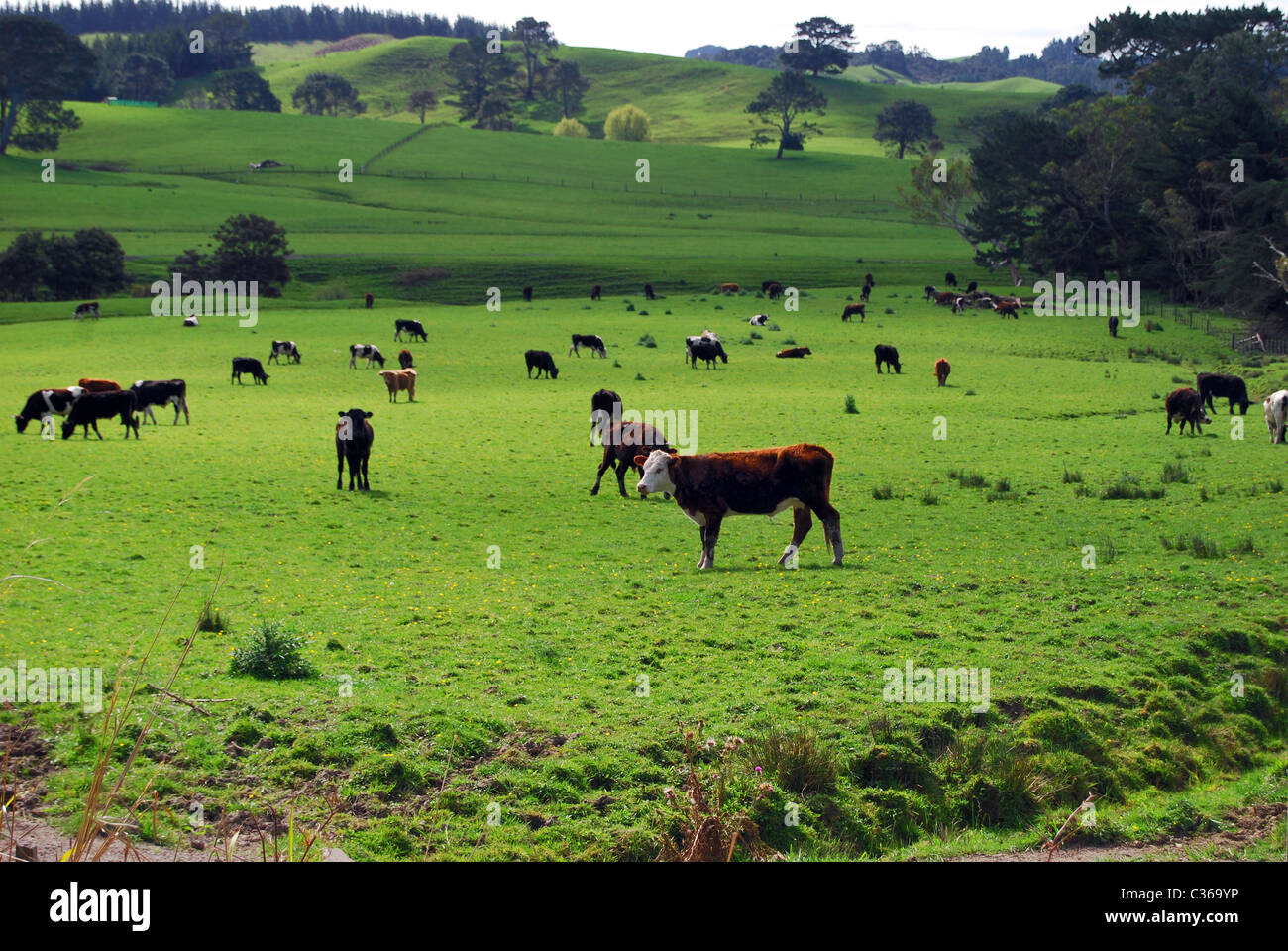 New Zealand dairy fields and cows, Waikato New Zealand Stock Photo - Alamy