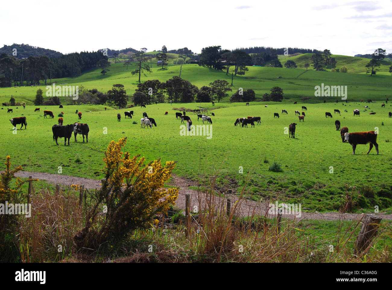New Zealand dairy fields and cows, Waikato New Zealand Stock Photo Alamy