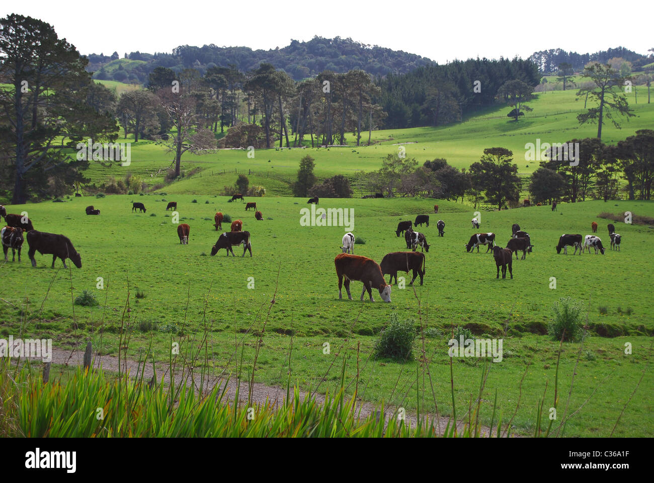 New zealand cows dairy hires stock photography and images Alamy