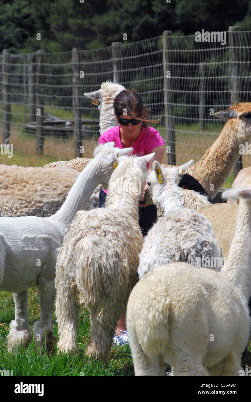 Fleece camelid peru chile bolivia ruminant llama hi-res stock ...