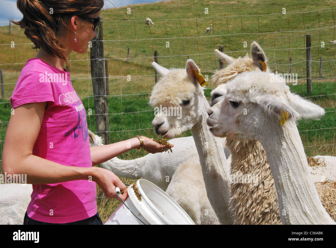 Woman feeding alpaca hires stock photography and images Alamy