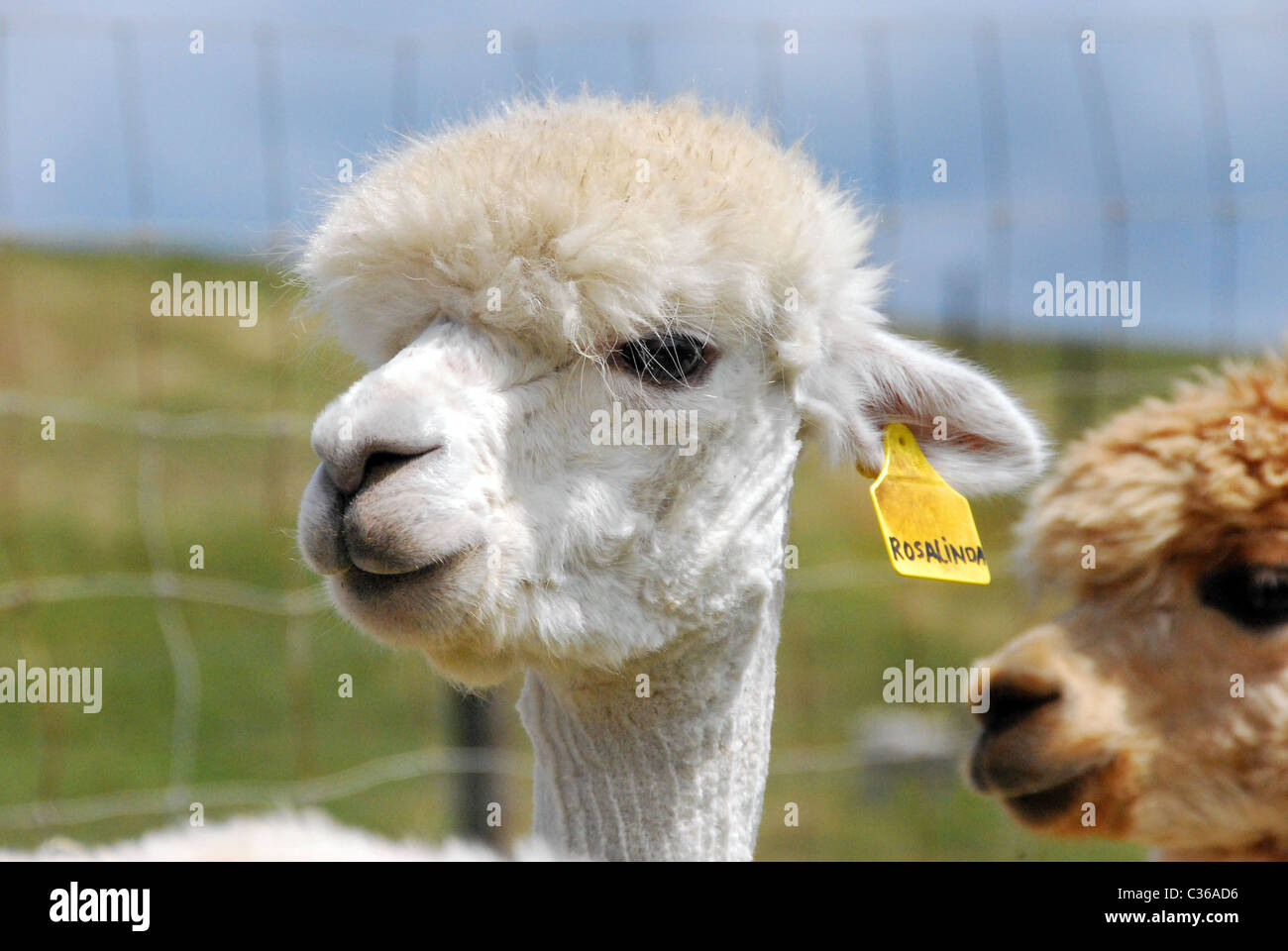 Fleece camelid peru chile bolivia ruminant llama hi-res stock ...
