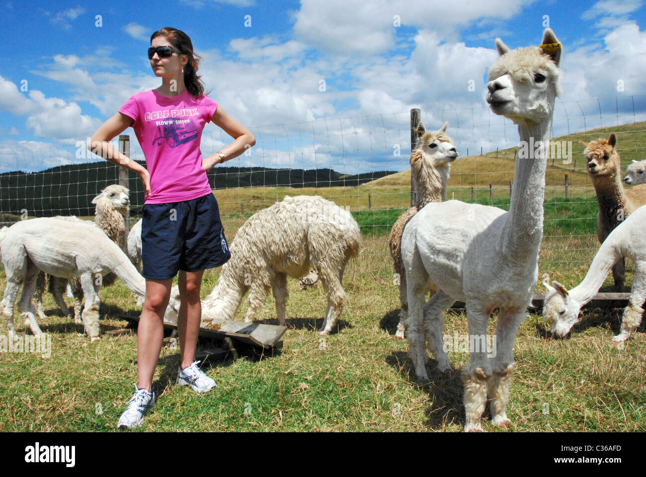 Fleece camelid peru chile bolivia ruminant llama hi-res stock ...