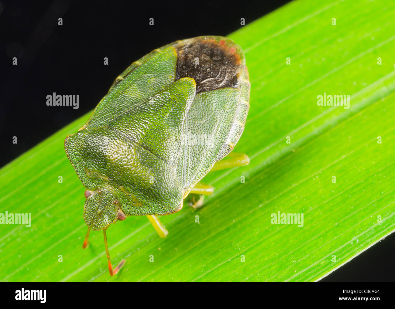 Elasmostethus tristriatus  or shield bug Stock Photo