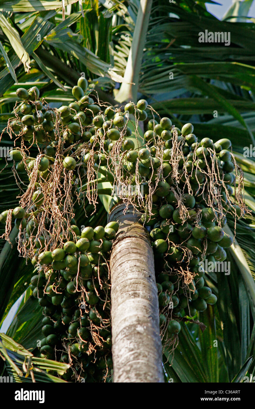 Areca catechu, Betel palm or Betel nut tree, Miao, Arunachal Pradesh, India Stock Photo