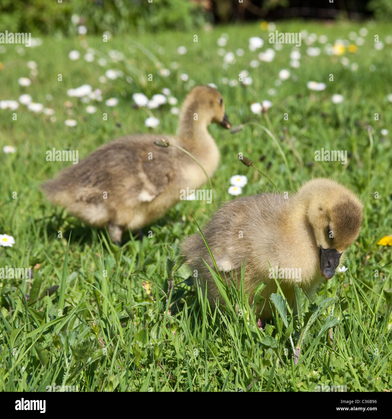 Baby Toulouse Geese Or Gosling S On Grass Hampshire England United Kingdom Stock Photo Alamy Baby Toulouse Geese Or Gosling S On Grass Hampshire England United Kingdom Stock Photo Alamy