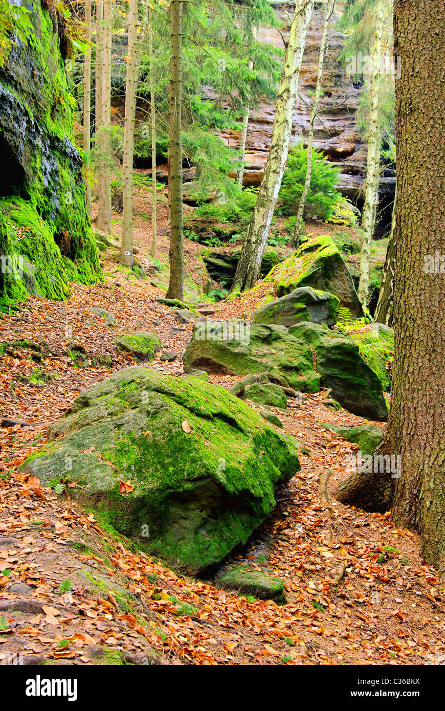 Sandsteinfelsen im Wald - sandstone rock in forest 23 Stock Photo
