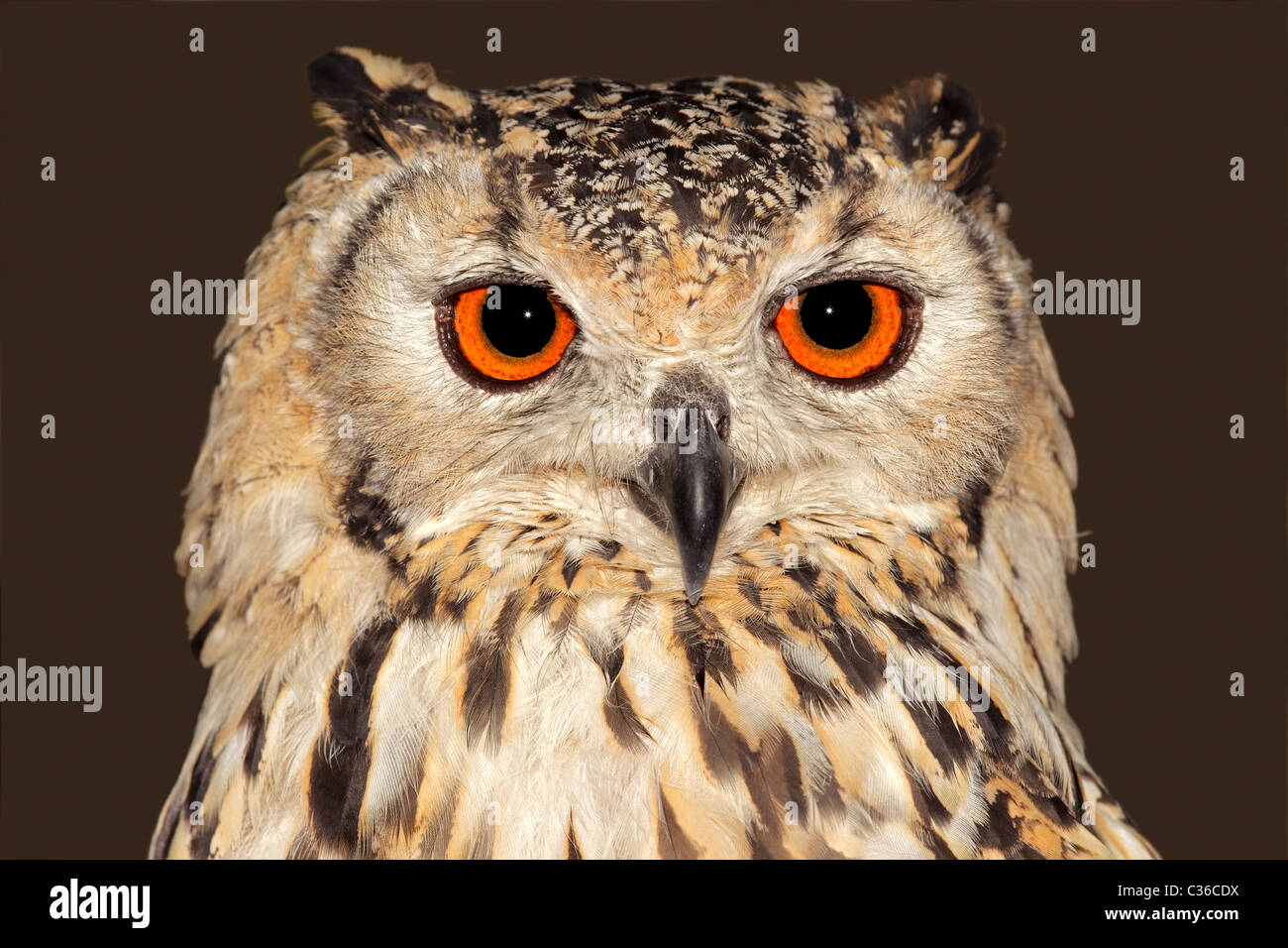 Close-up portrait of a Bengal eagle owl (Bubo bubo bengalensis) Stock Photo