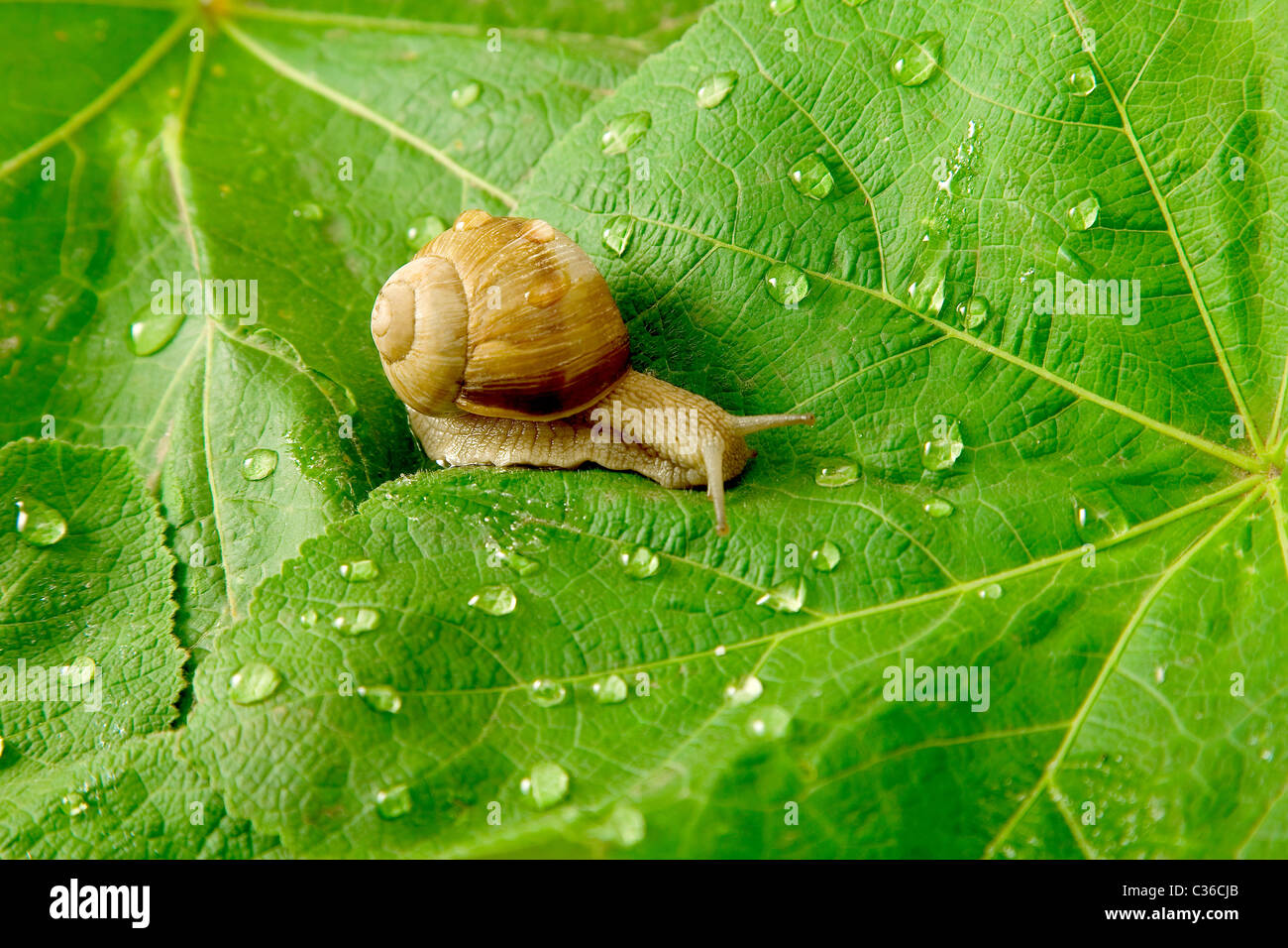 After rain. Snail and water drops on green leaves Stock Photo - Alamy