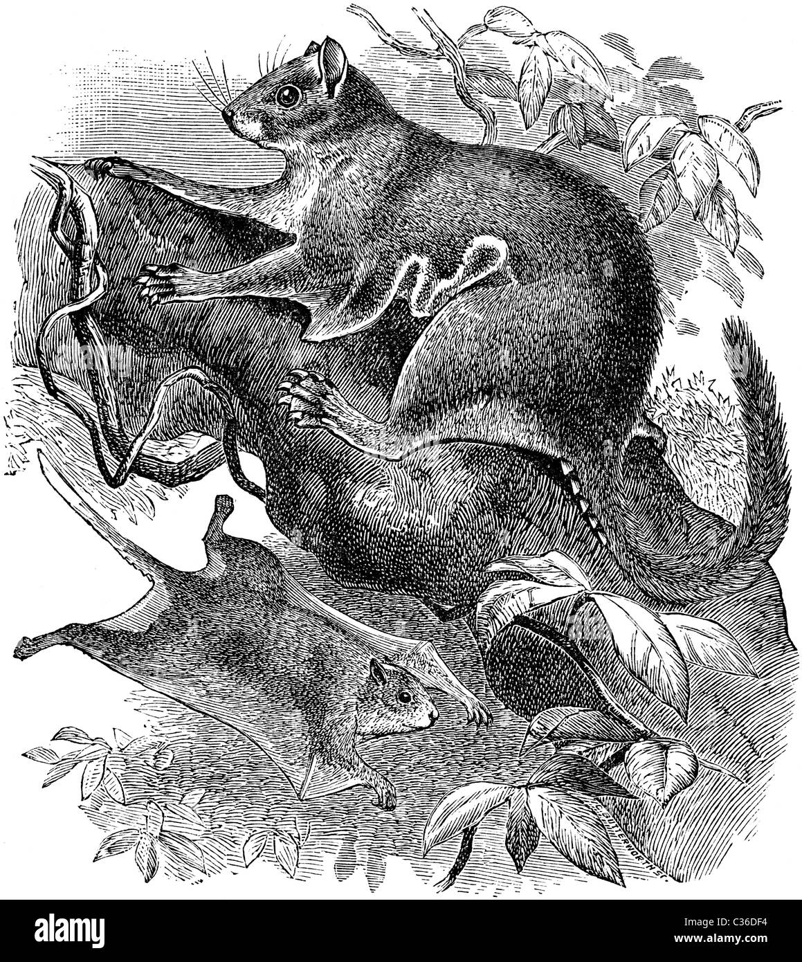 19th Century book illustration, taken from 9th edition (1875) of Encyclopaedia Britannica, of Anomalurus Fulgens Stock Photo