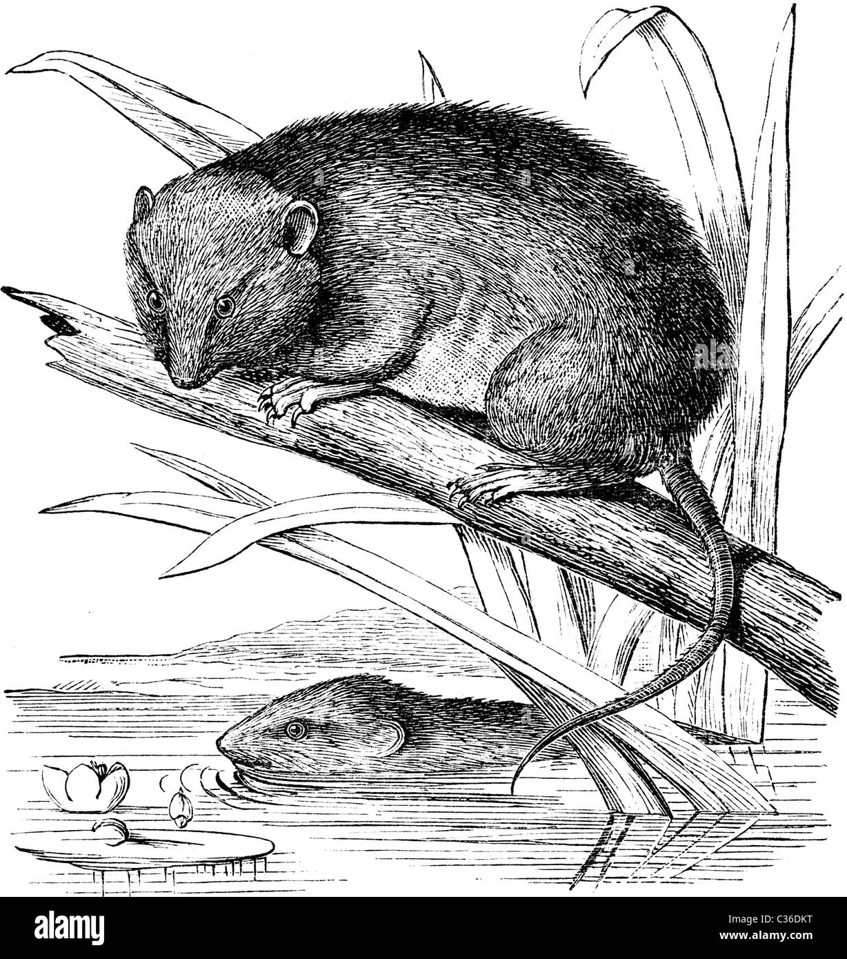 19th Century book illustration, taken from 9th edition (1875) of Encyclopaedia Britannica, of Australian Brown-footed Rat Stock Photo