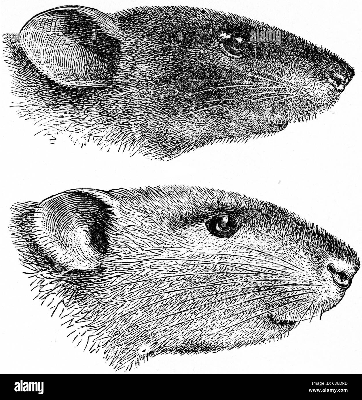19th Century book illustration, taken from 9th edition (1875) of Encyclopaedia Britannica, of Black-Brown Rat Stock Photo