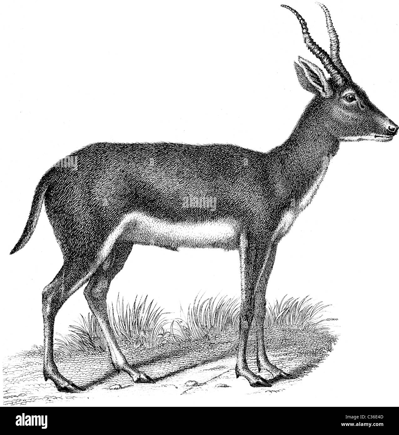 Premium Vector | Deer sketch hand drawn illustration converted to vector  black on transparent background
