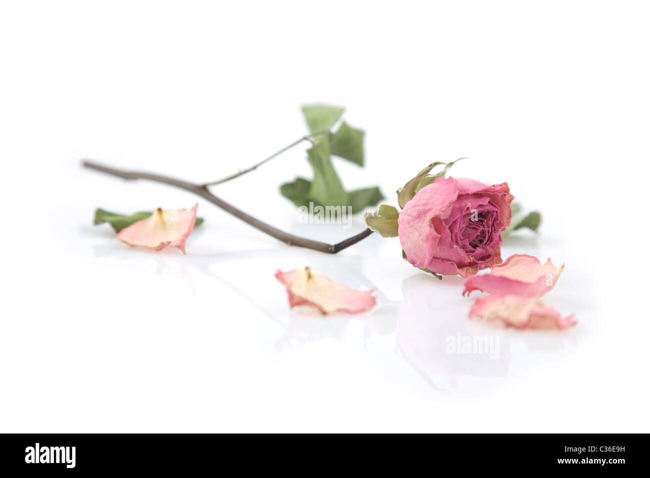 Close up of a single dried pink rose on white background Stock Photo