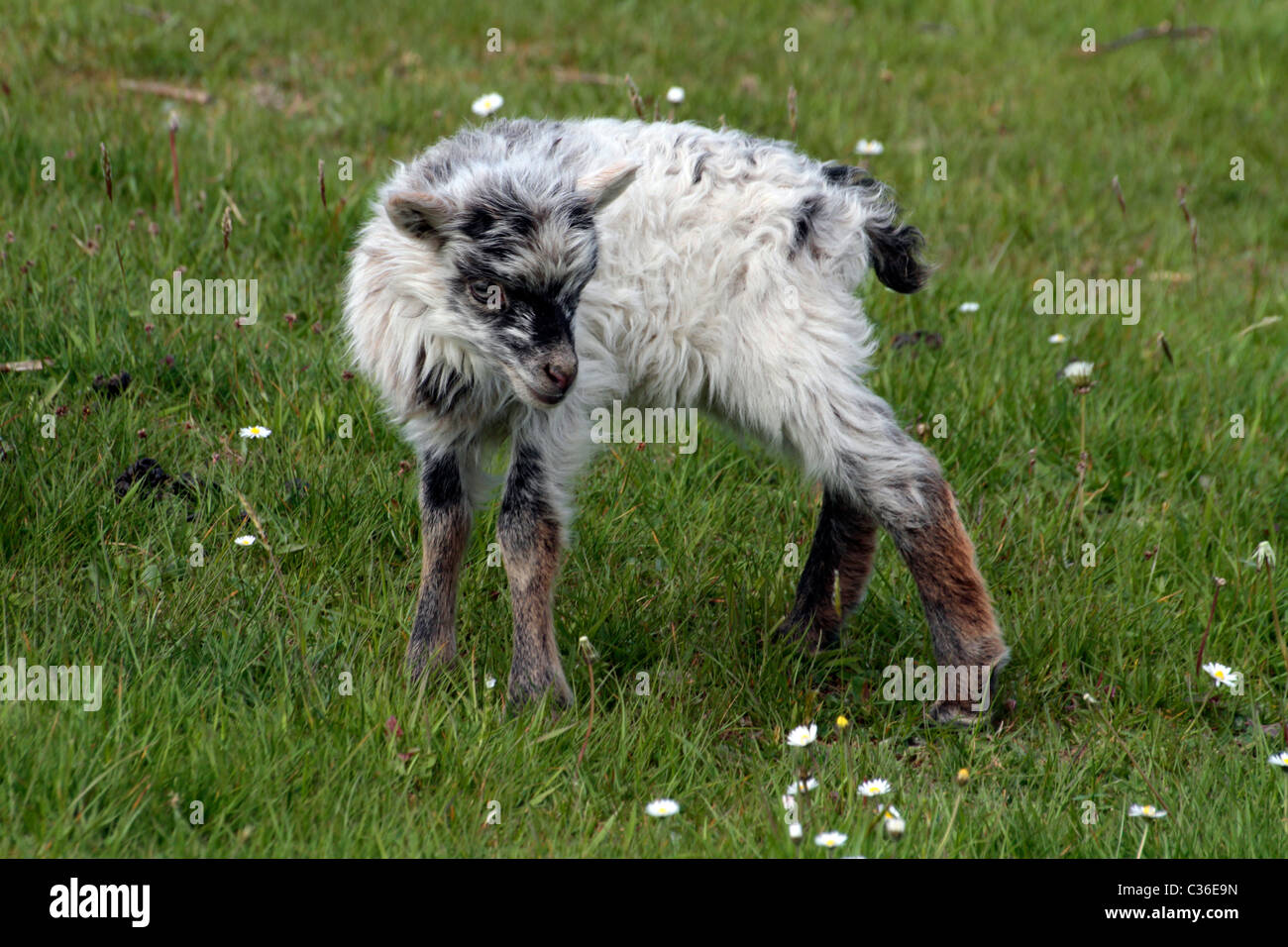 Rare Breed North Ronaldsay Sheep Stock Photo - Alamy