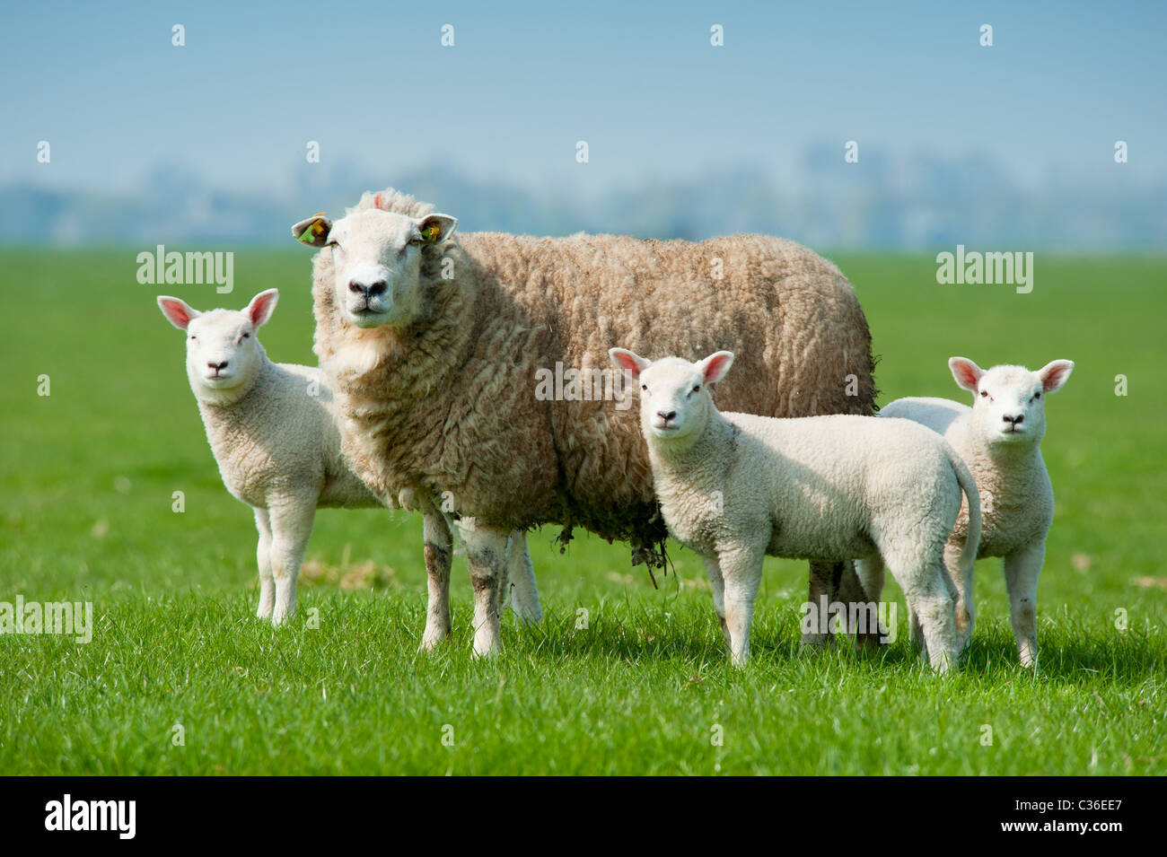 Mother sheep and her lambs in spring, The Netherlands Stock Photo - Alamy