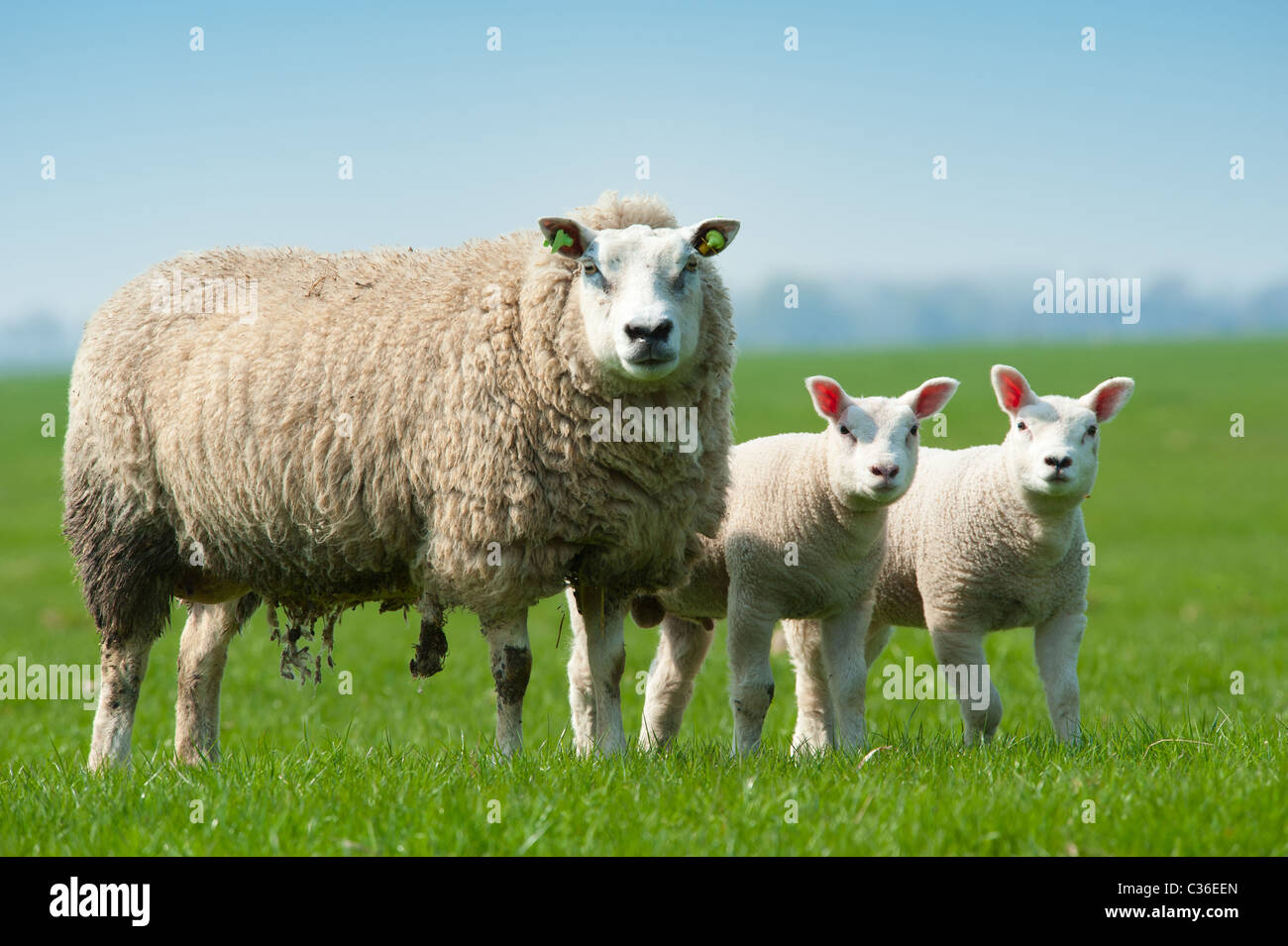 Mother sheep and her lambs in spring, The Netherlands Stock Photo - Alamy