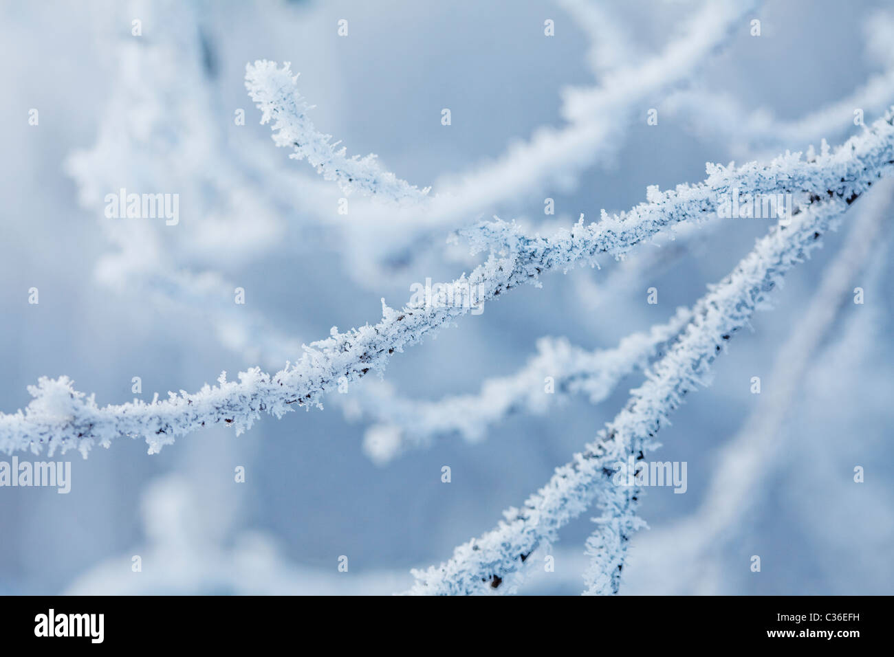 ice covered branches Stock Photo