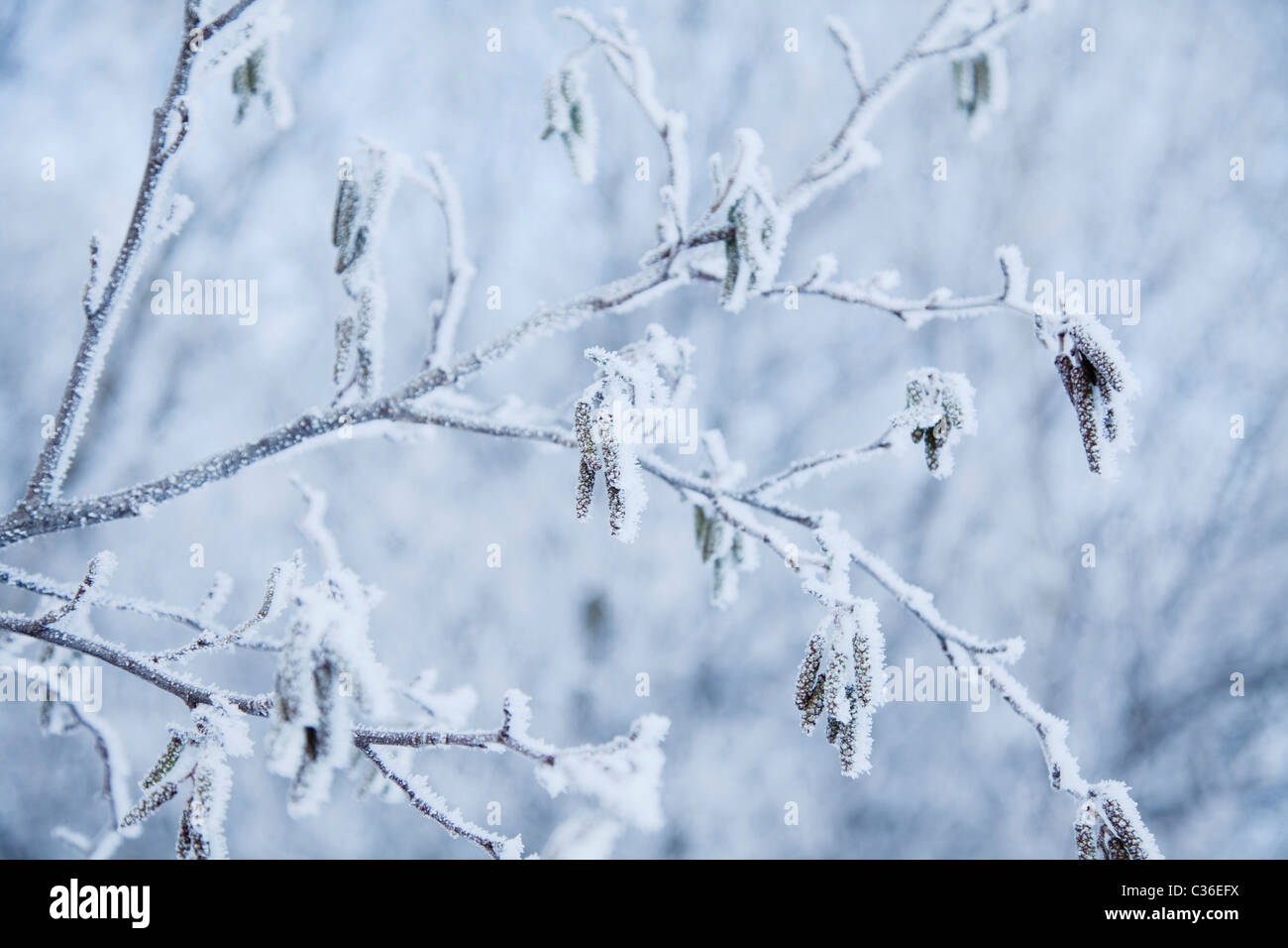 snow branches Stock Photo