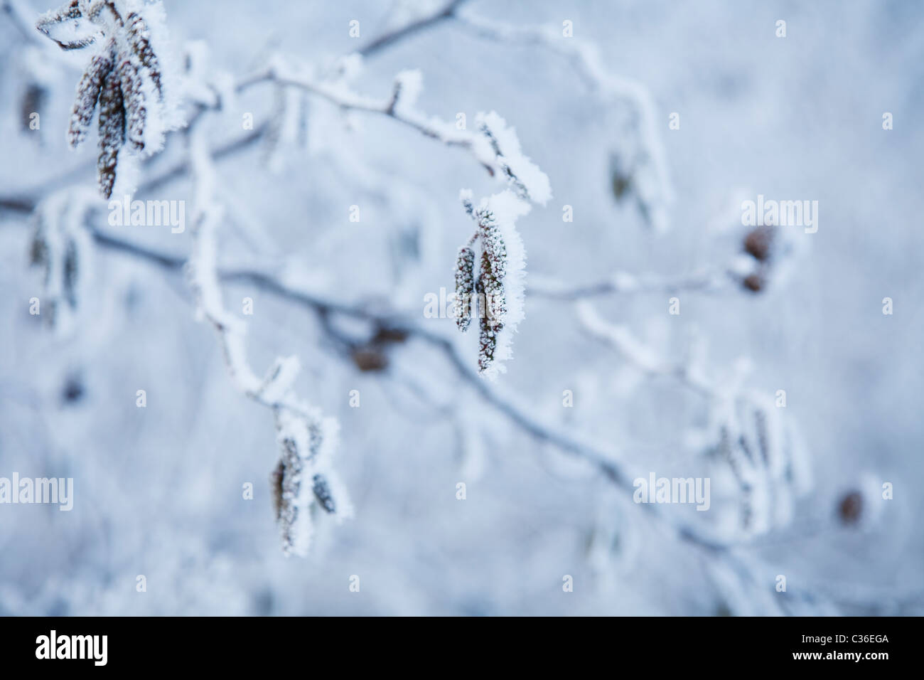 branches covered in snow and ice crystals Stock Photo