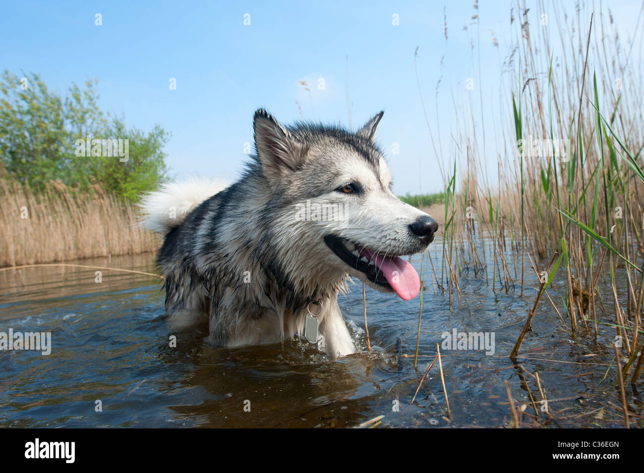 Cute dog having fun in the water Stock Photo