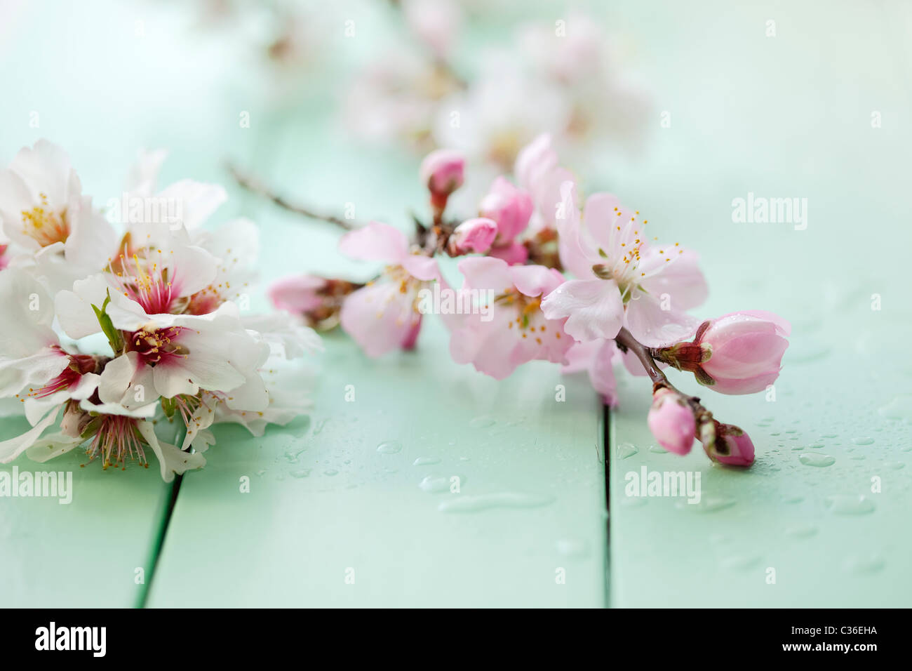 close up of almond blossom on a table, shallow dof Stock Photo