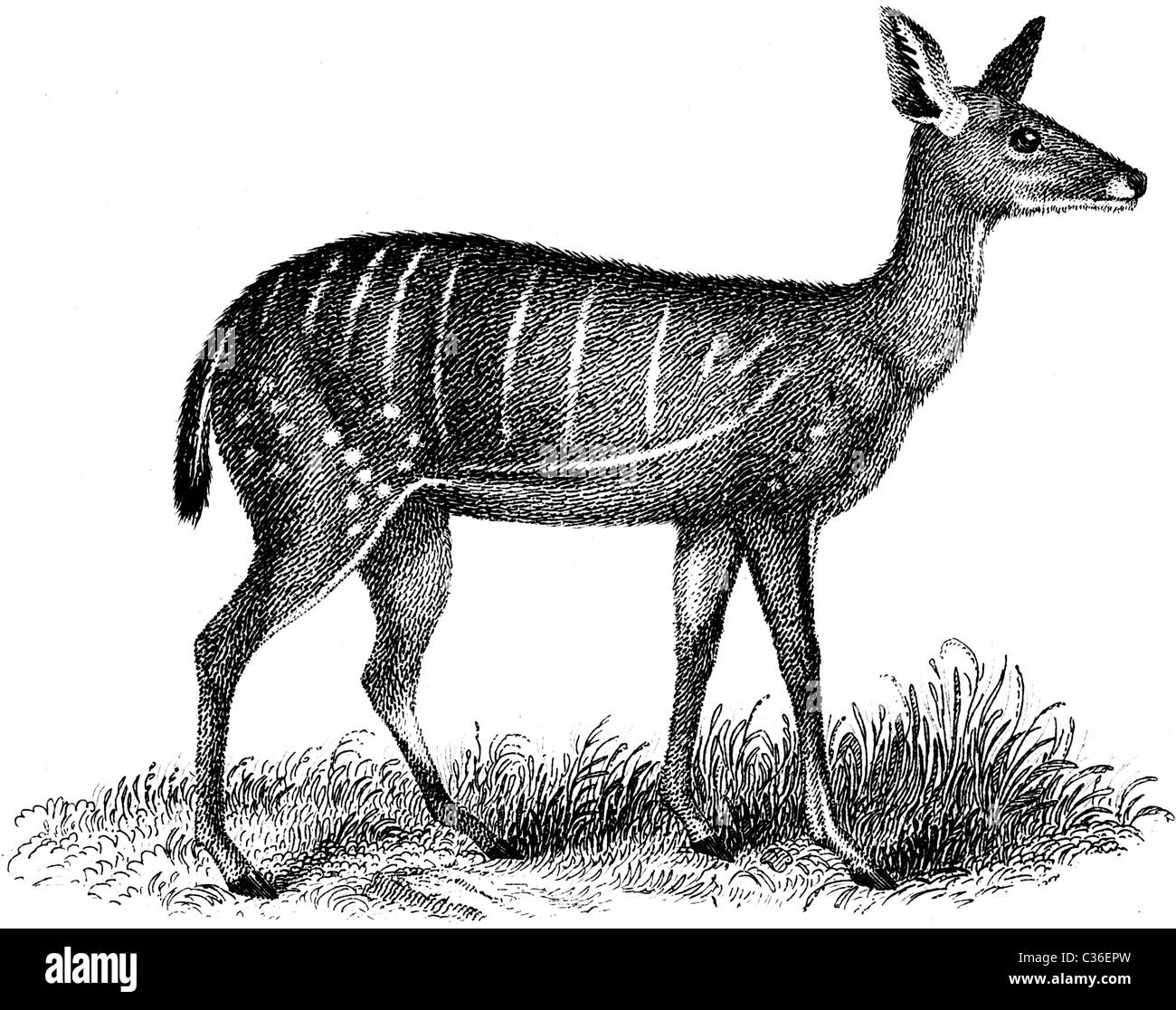 19th Century book illustration, taken from 9th edition (1875) of Encyclopaedia Britannica, of Harnessed Antelope Stock Photo