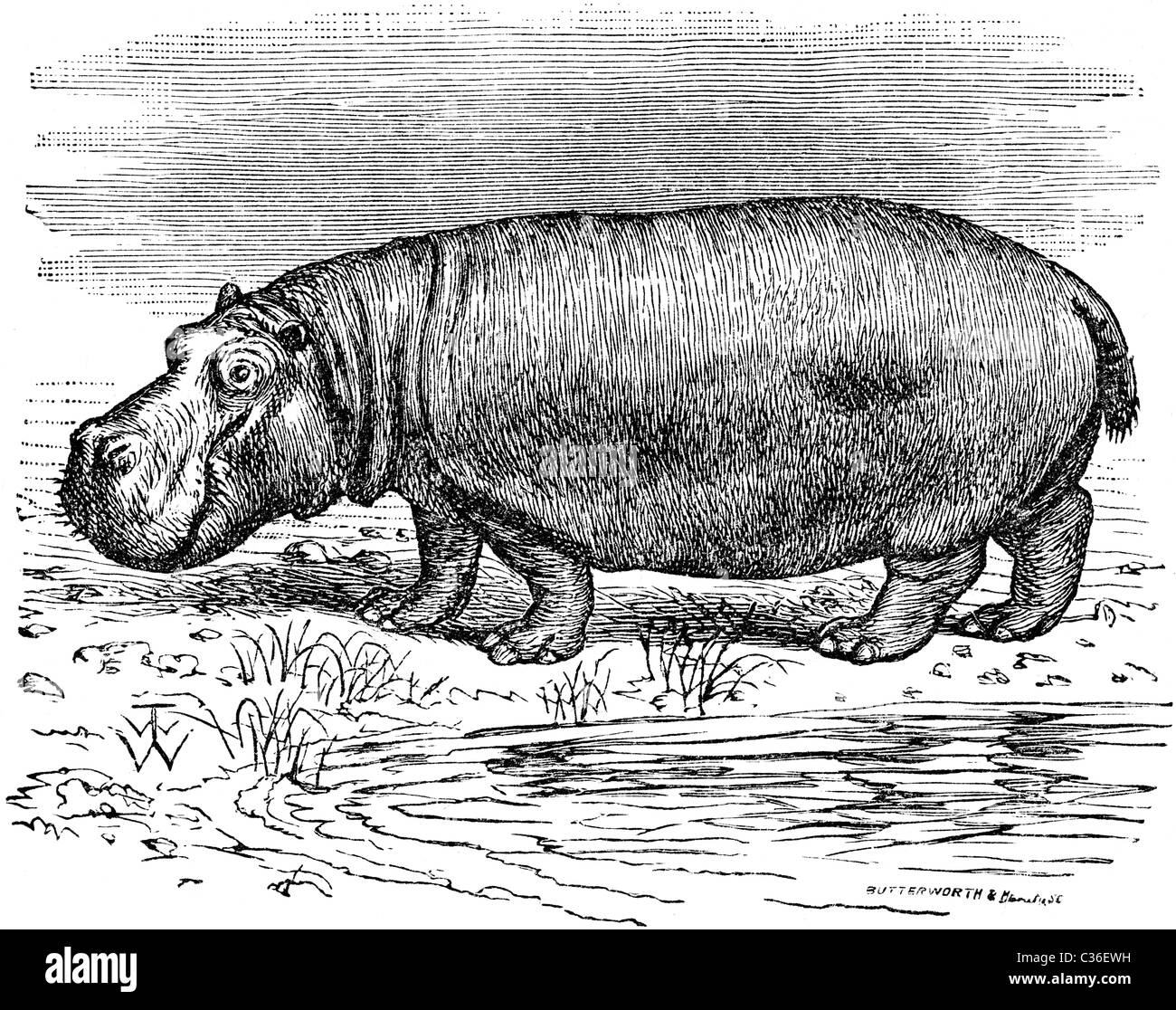Sketch Of A Hippo - Lined Notebook: Medium Ruled, Soft Cover, 6 X 9 Journal, 101 Pages: 9781973782575: Legacy