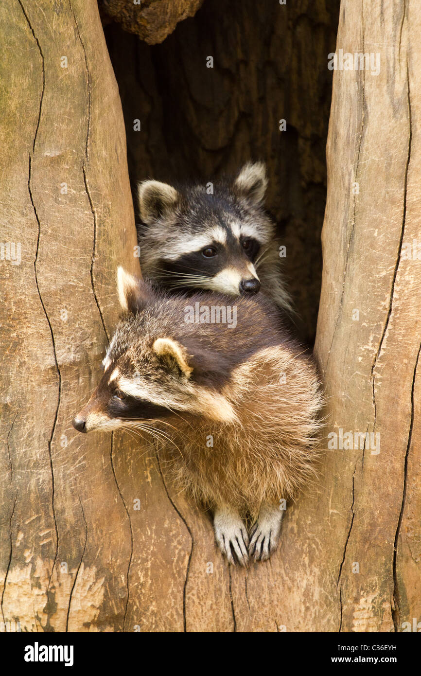 Raccoons hiding in a tree trunk Stock Photo Alamy