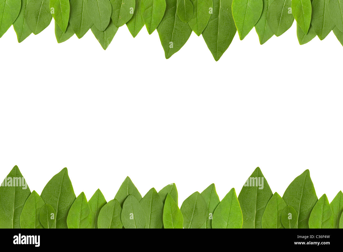 green leaves frame with white background with copy space Stock Photo ...