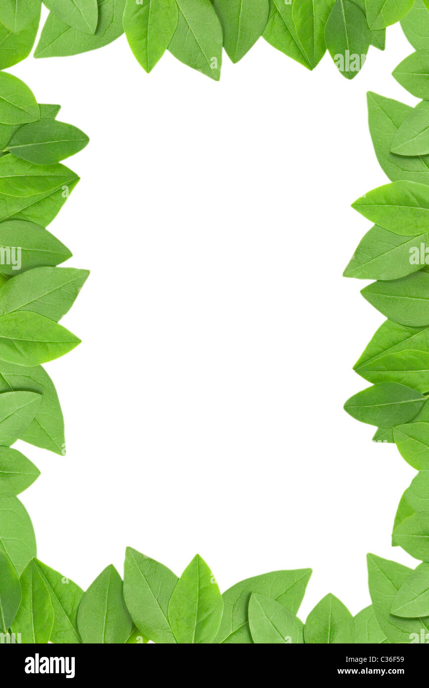 green leaves frame with white background with copy space Stock Photo ...