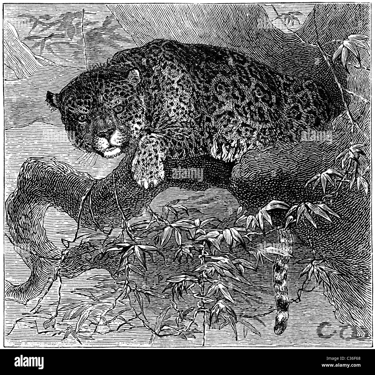 19th Century book illustration, taken from 9th edition (1875) of Encyclopaedia Britannica, of Jaguar Stock Photo