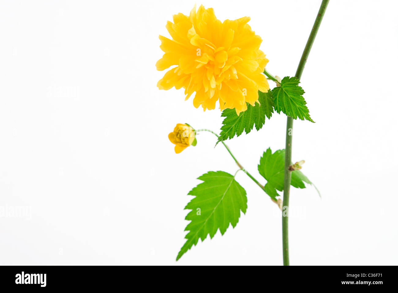 Bright flower branch flora hi-res stock photography and images - Alamy