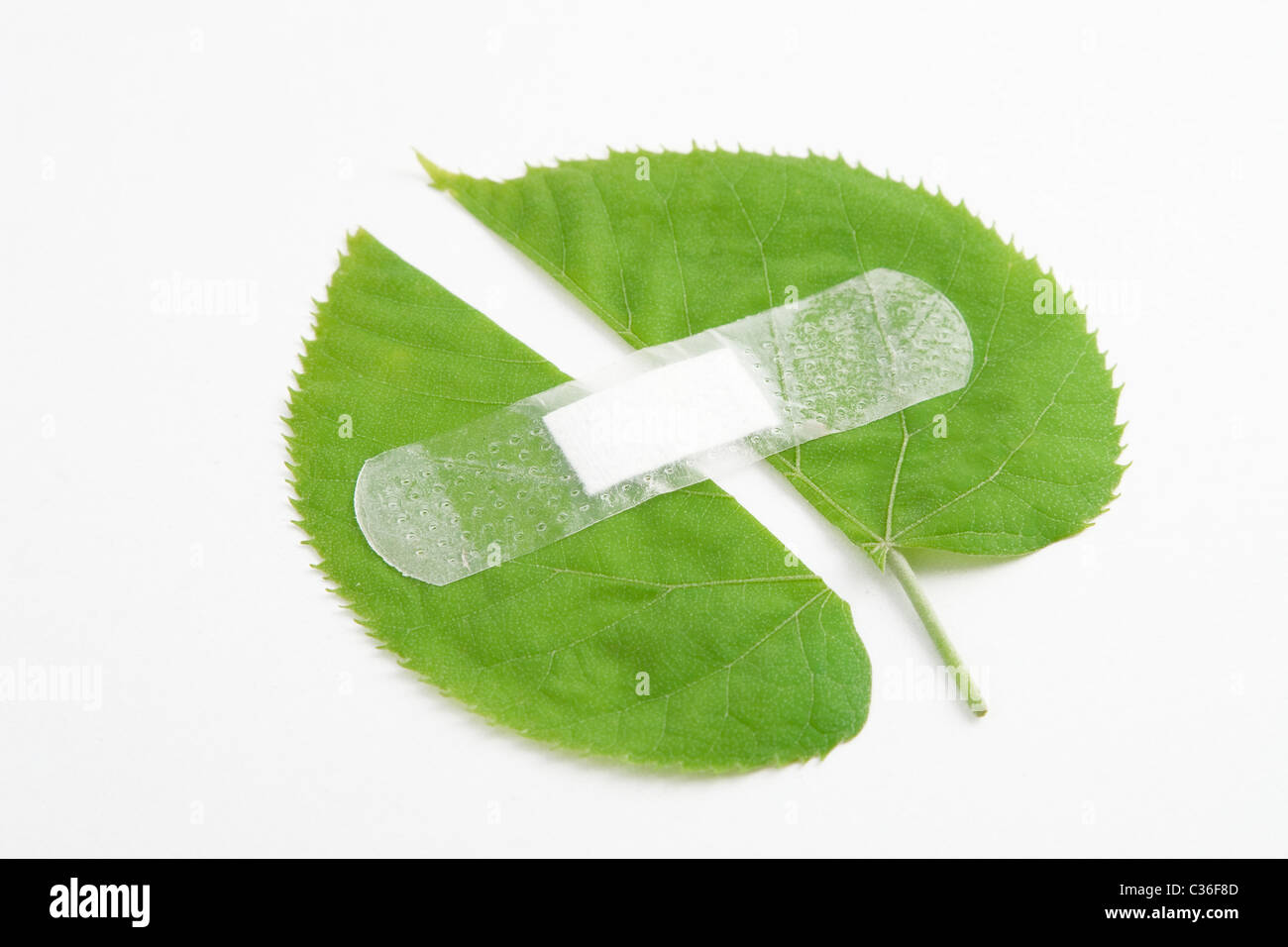 environment protection, green leaf bandaged with white patch Stock Photo