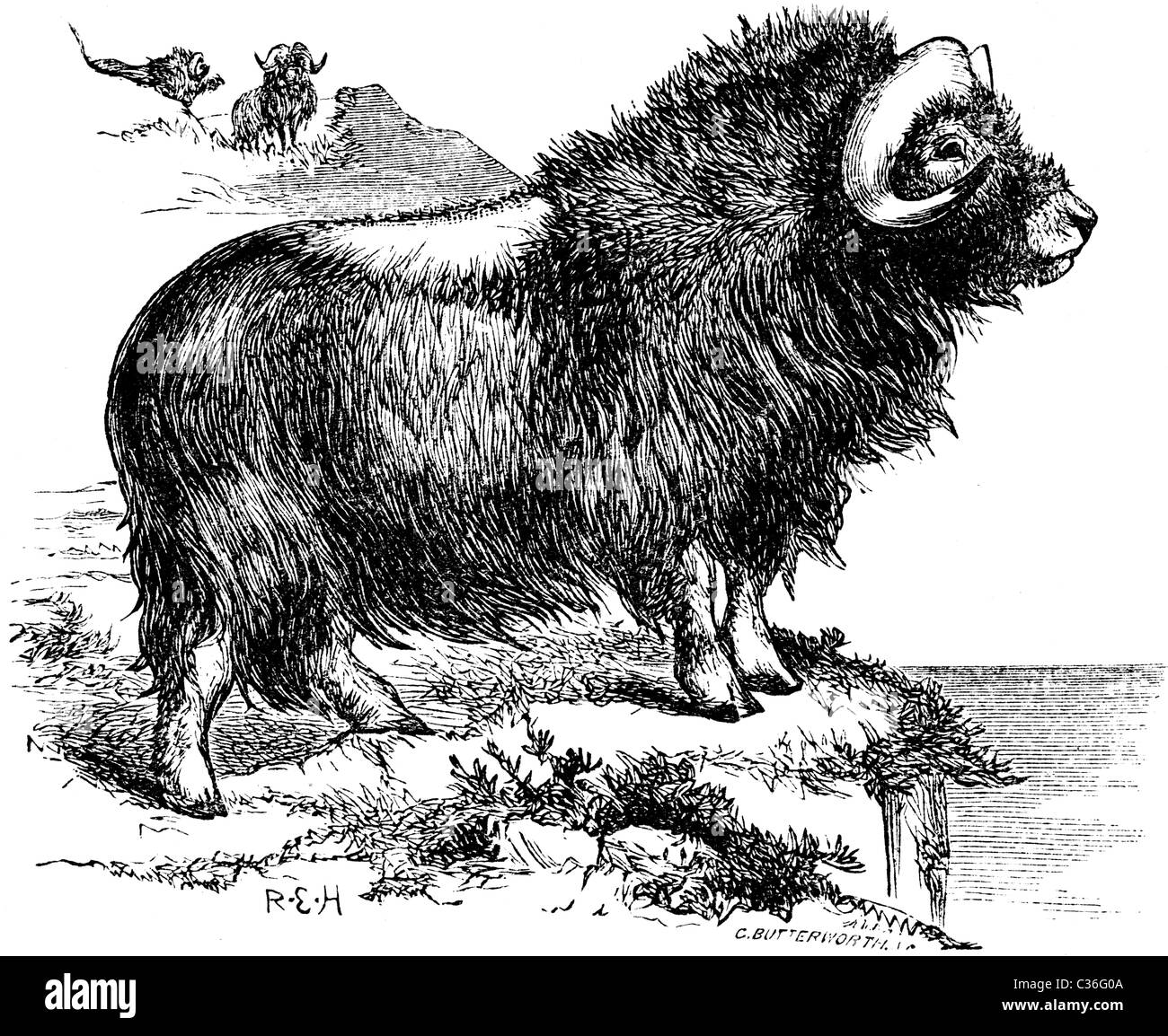 19th Century book illustration, taken from 9th edition (1875) of Encyclopaedia Britannica, of Musk-Ox Stock Photo