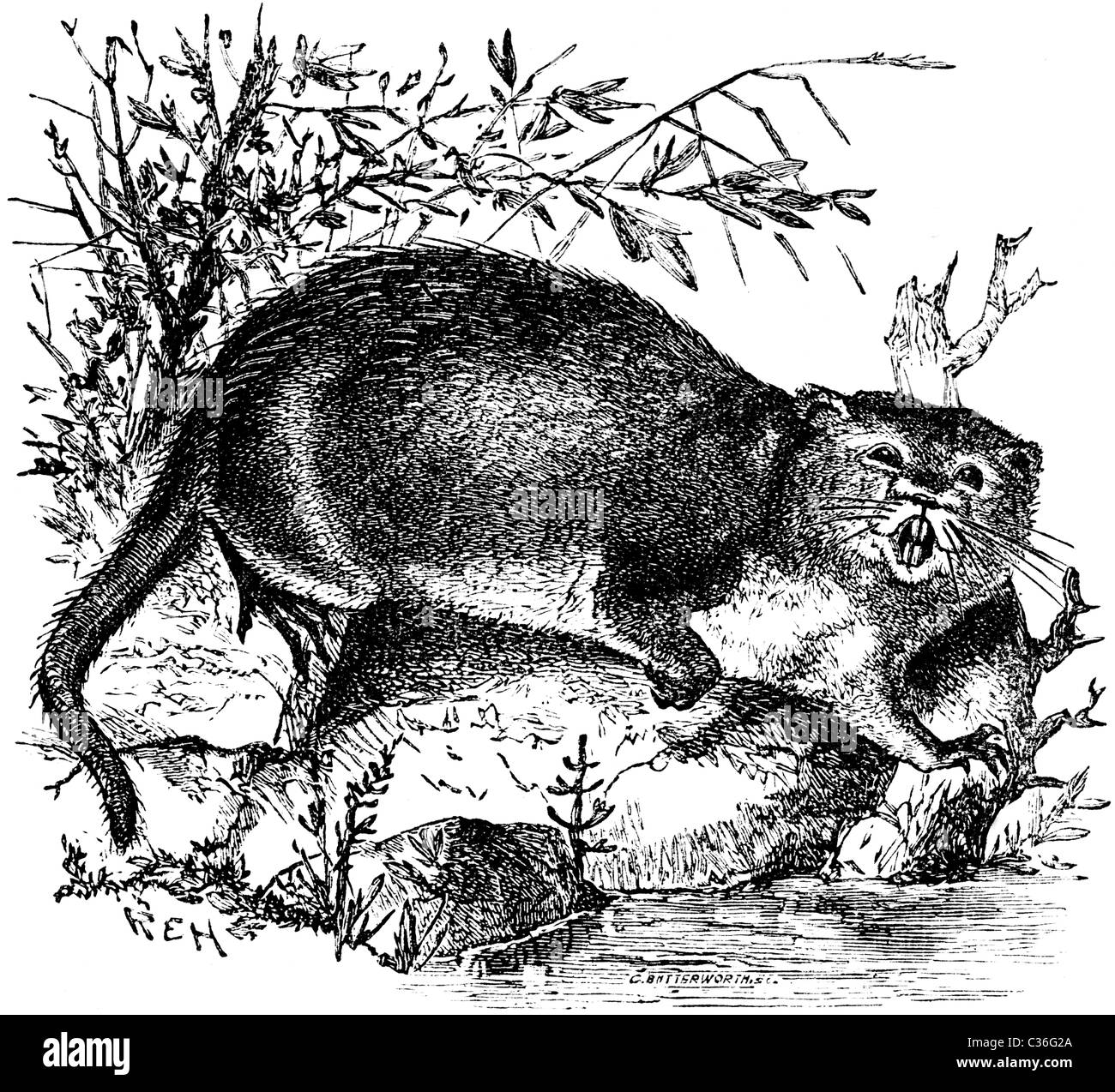 19th Century book illustration, taken from 9th edition (1875) of Encyclopaedia Britannica, of Musk-Rat Stock Photo