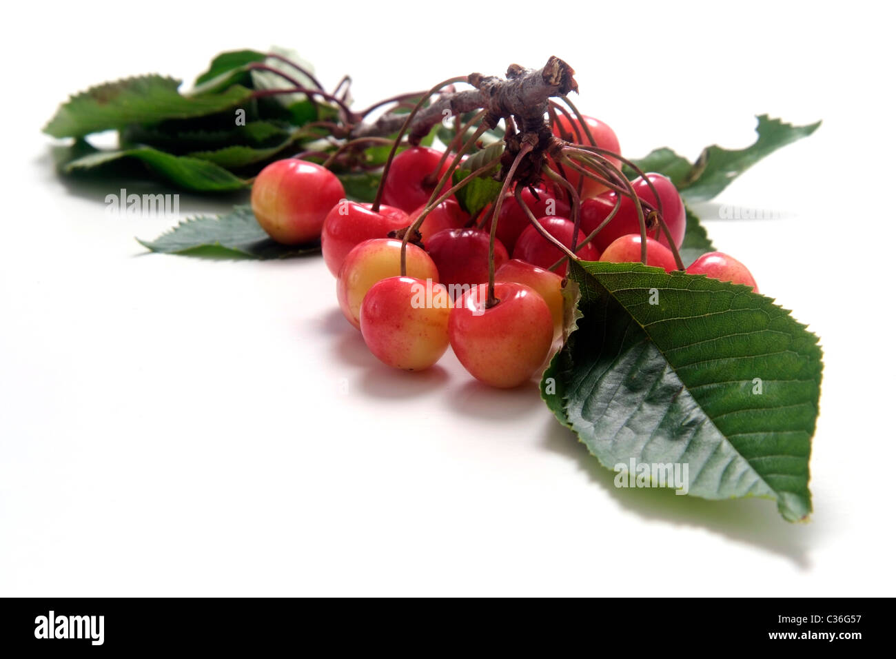Cherry variety Altenburger Knorpelkirsche  with twig and leaves Stock Photo