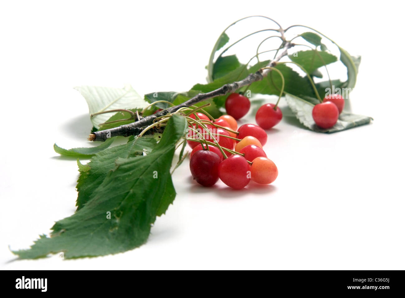 Wild cherries  with twig and leaves Stock Photo