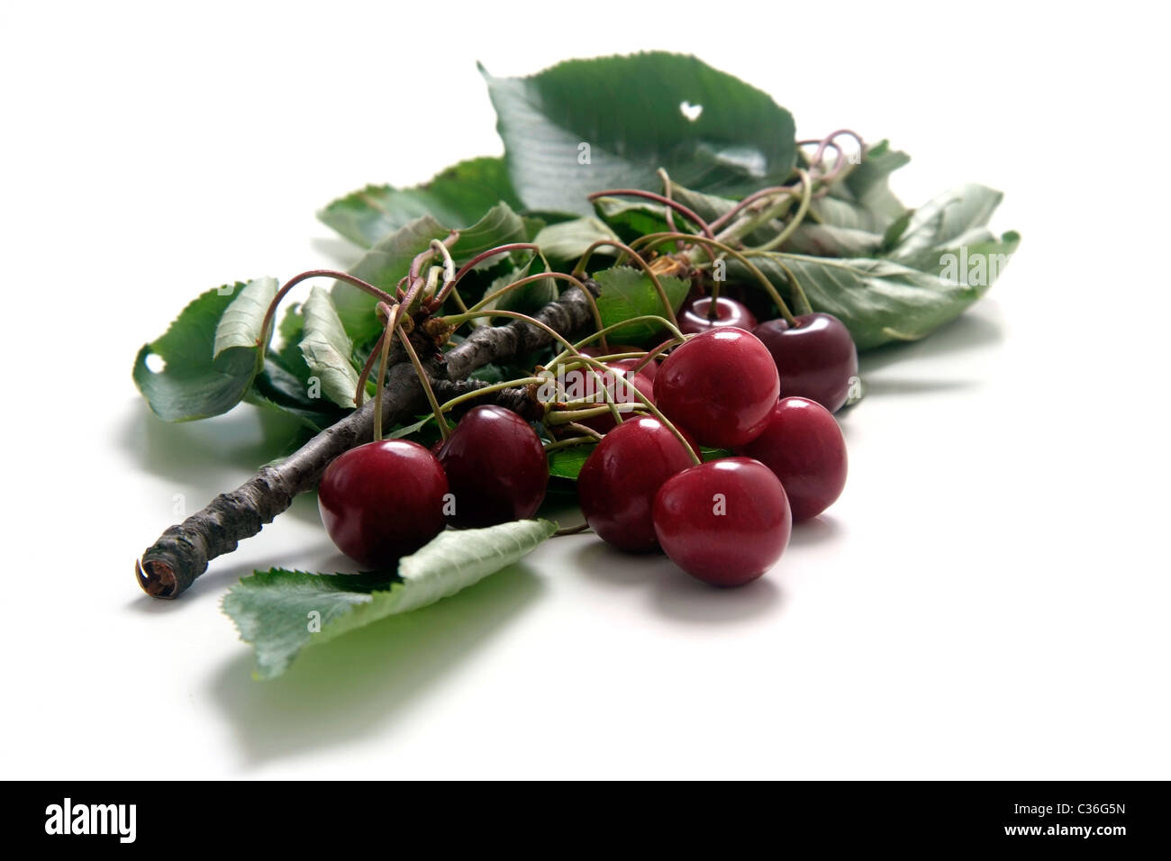 Cherry variety Büttners roter Knorpelkirsche  with twig and leaves Stock Photo