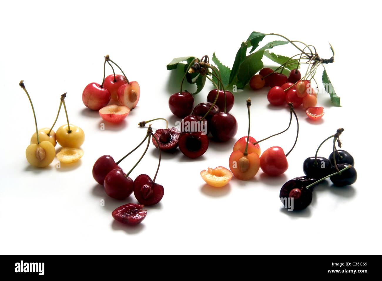 Cherry varieties from left: vlnr: Schwefelkirsche, Braunauer, Porzellankirsche, Kassins Frühe, Altenburger Knorpelkirsche, Wildf Stock Photo