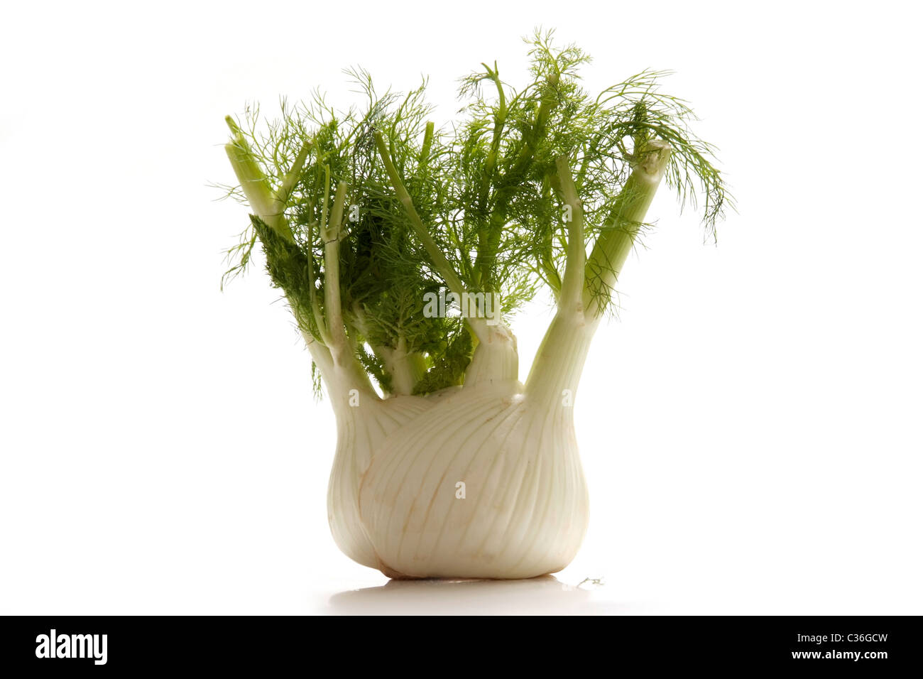 Fresh fennel bulb with green Stock Photo