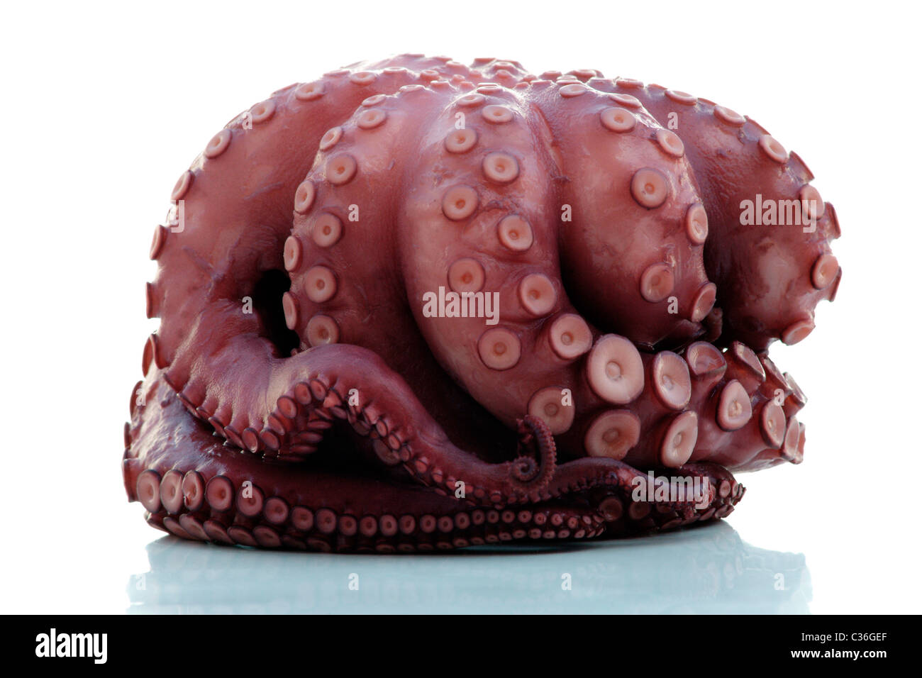 Ocotopus hi-res stock photography and images - Alamy